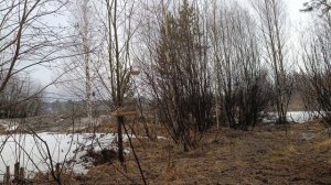 Ловля птиц 4 апреля