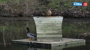 Уютные места для гнездования: на прудах Петровского парка установили плавучие домики для уток