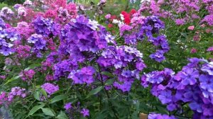 Флокс Орфей, селекции Константиновой Е. А.