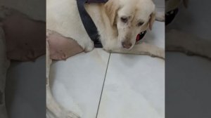 "Ты больше нам не нужна!"-- услышала она и была сдана в отлов.
Так разводчики навсегда избавились