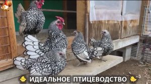 Идеальное птицеводство достойно восхищения 🐓🦆🦢🦚🦃🐔 эпизод (482)