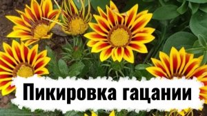 🌼 Пикирую гацанию через 1,5 месяца