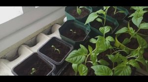 На пенсии в деревне. Растут маленькие