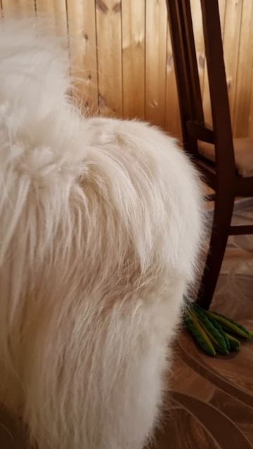 Красавчик самоед, пушистик, очаровашка