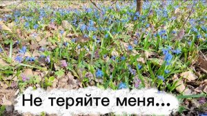 Не теряйте меня...