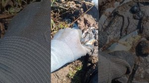 Магнитная рыбалка Март 2026г