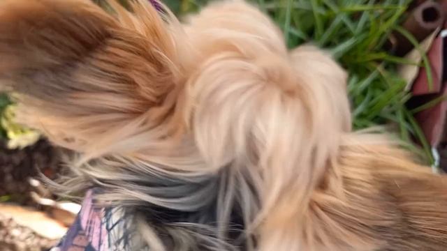 Фея гуляет по Брянским первоцветам