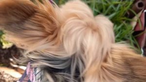 Фея гуляет по Брянским первоцветам