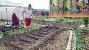 Вены рвет,отец заставляет сажать больше картошки