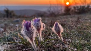Пещерный монастырь Челтер-Мармара Часть 2 на закате цветы Сон - травы / Прострела Крым март 2026