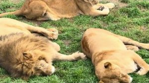 Посмотрите как спят на солнышке наши левушки, совсем скоро ВЫПУСК ЛЬВОВ❤️