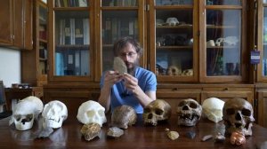 Пределы социальной организации эректусов. Станислав Дробышевский