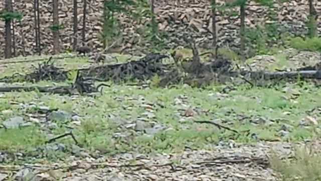 Медвежатки