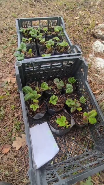 Ремонтантная клубника Сан Андреас делает вещи 🔥