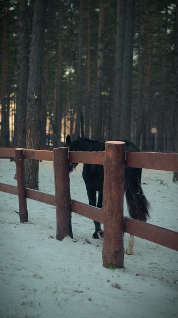 Иппотерапия: отдых, который лечит 🐎