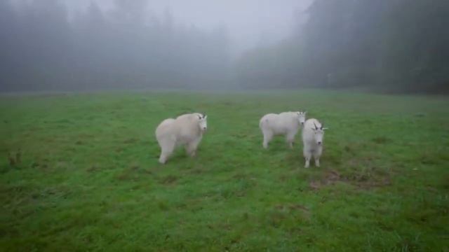 Блиппи| Дикие животные| На арабском| Без музыки