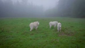 Блиппи| Дикие животные| На арабском| Без музыки