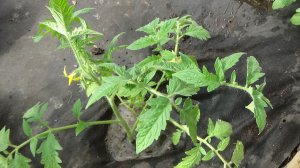 Первые ТОМАТЫ - "РАЗВЕДЧИКИ" высажены в теплицу! 6.04.2026.