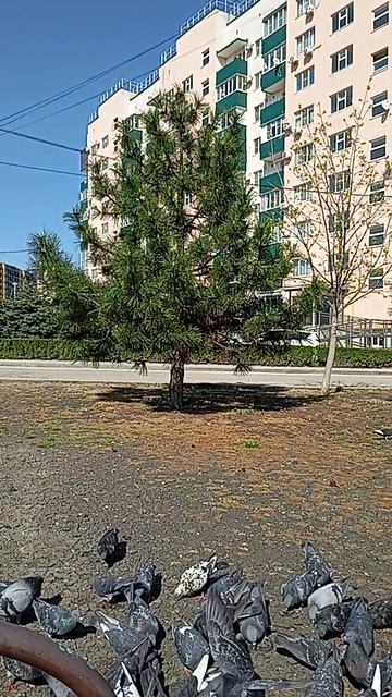 Друзья 🕊️ 1