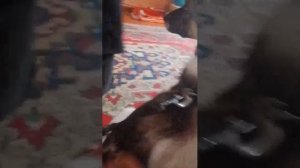 ~всякая всячина~