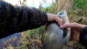 Я В ШОКЕ!!! Его просто не поднять! Рыбалка на поплавок. Ловля леща с берега.