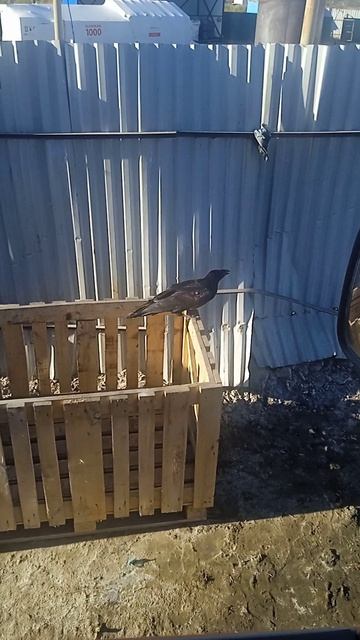 Чёрный ворон