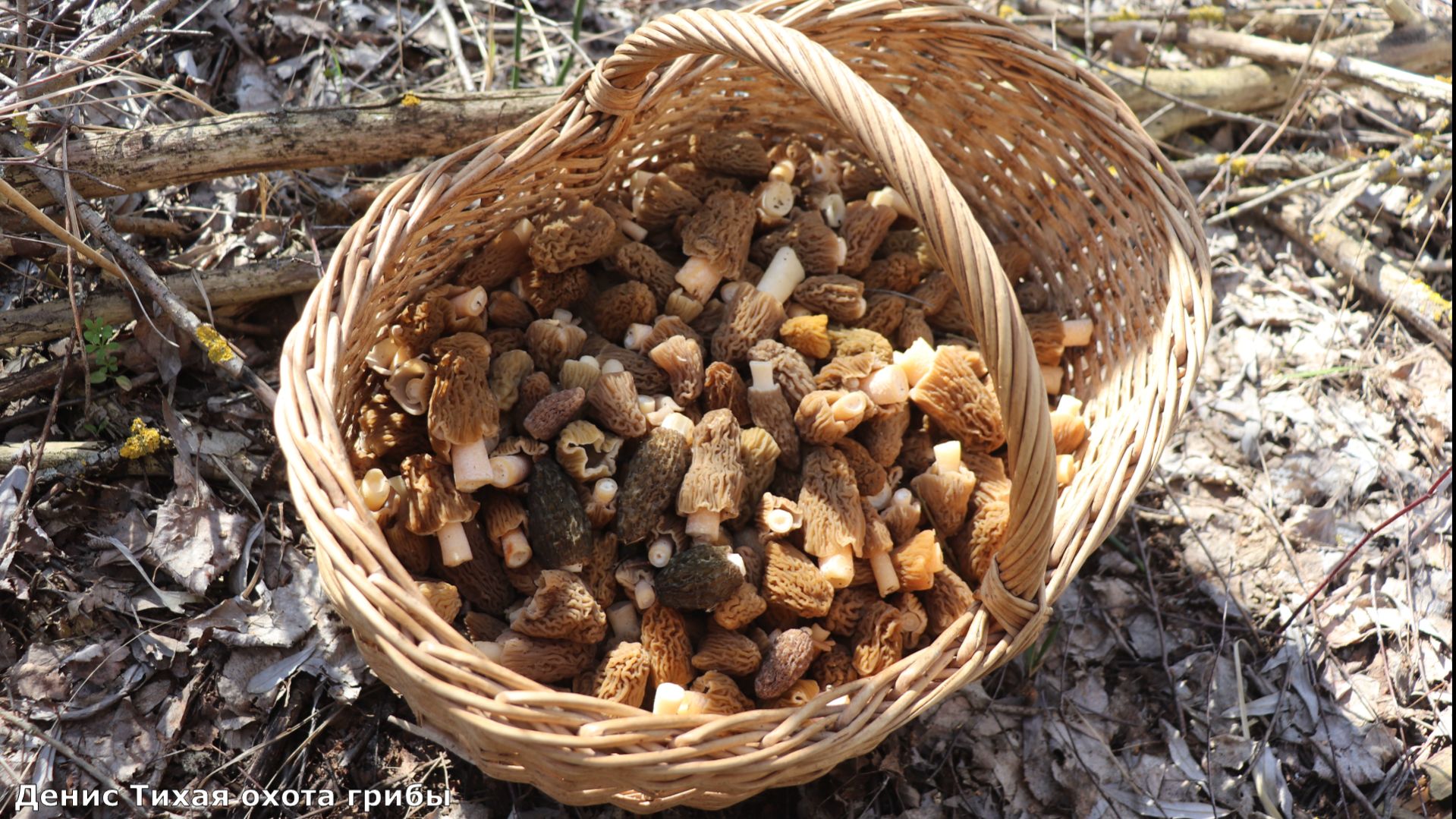 Сморчки пошли! Нашел целую поляну весенних деликатесов