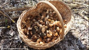 Сморчки пошли! Нашел целую поляну весенних деликатесов