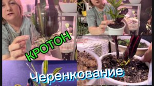 КРОТОН. Черенкование от А до Я