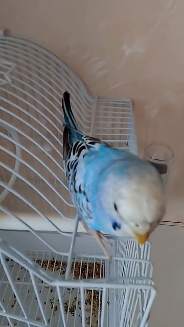 Маня и Саня ❤️ #попугай