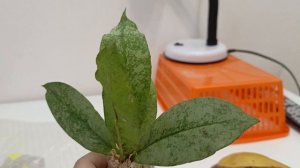 Хойи из Индонезии 2026