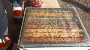 Расширяю пчёл.