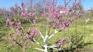 #393 Персики в цвету и травы по пояс