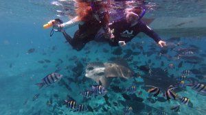 Мальдивы 2026: коралловый сад и миллион рыбок в океане.