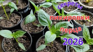 Пикировка перца секреты крепкой рассады для богатого урожая
