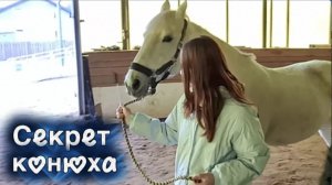 Как ведёшь семью, так ведёшь лошадь? Урок вождения за узду | Студенты ЛГУ в КСК "Новополье"