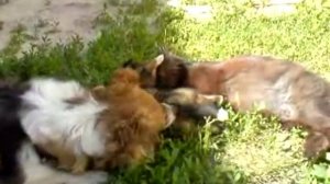 СОБАЧЬЕ ДЕТСТВО..  dog childhood-(480p30)