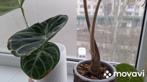 НА БАЛКОНЕ.КОМНАТНЫЕ РАСТЕНИЯ(ЦВЕТЫ).