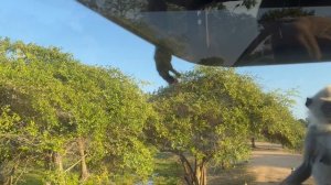 Парк Яла Шри-ланка, март 26г