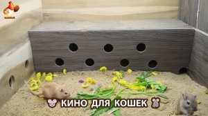 Видео для кошек про крысок развлекать питомцев 🐭🐀😂 (496)