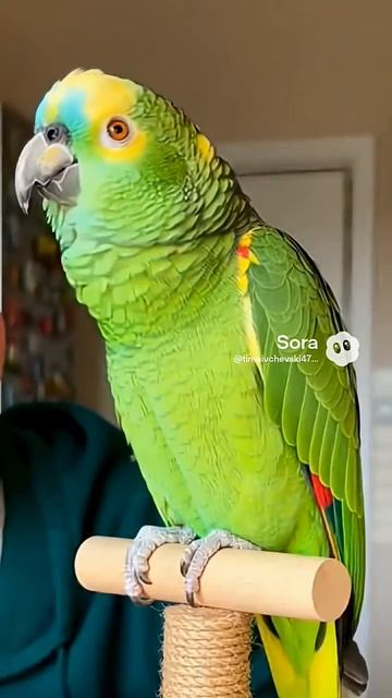 Попугай вообще не говорит  #попугай #смешныепопугаиговорящие #смешные #смешно #смешныевидео