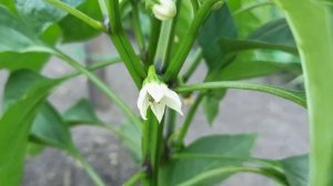 Нужно ли обрывать коронный цветок у рассады перца