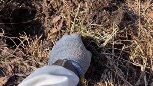 Вторые сутки копаю на месте куда свезли старинную.  Коп с Nokta legend 2