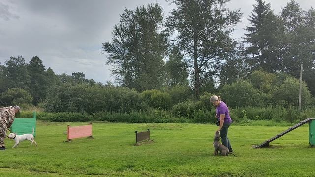 Дрессировка1