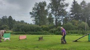 Дрессировка1