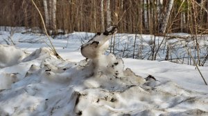 Весна-лес-Кама апрель 2026