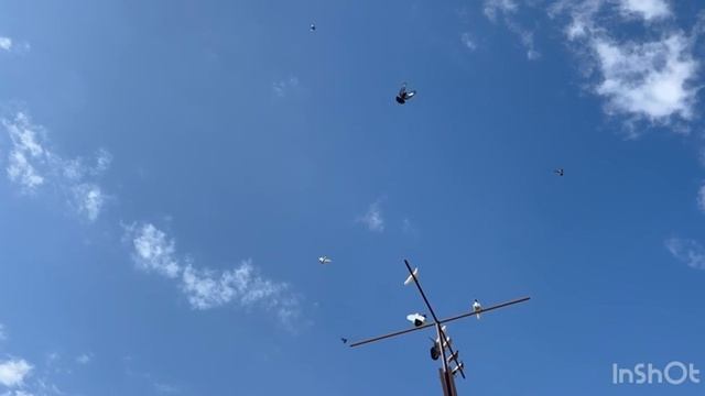 5.04.2026г Птица в Небе!!!