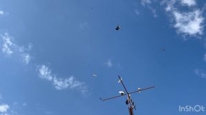 5.04.2026г Птица в Небе!!!