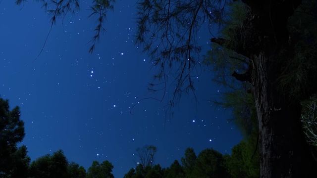 Сверчки и сова под звёздным небом — спокойная ночная атмосфера для глубокого сна и расслабления