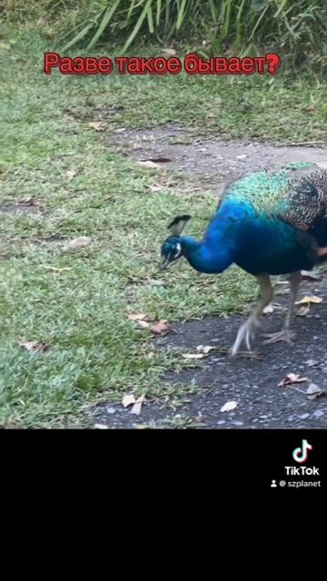Павлинья Мать. Австралия. Music @volanicky #павлины #птицы #peacock #birdslife #australia